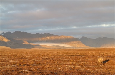 High numbers in the Svalbard reindeer populations